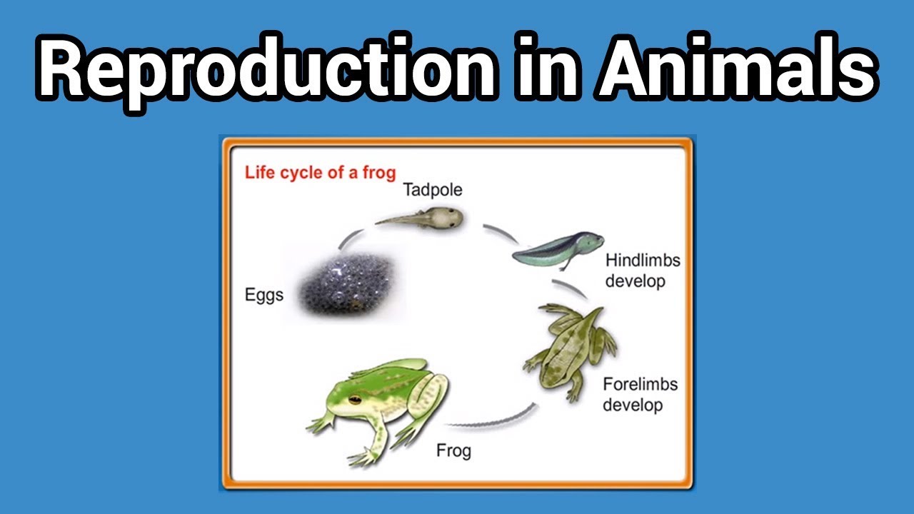 Reproduction in Animals - Overview Reproduction in Animals - Overview